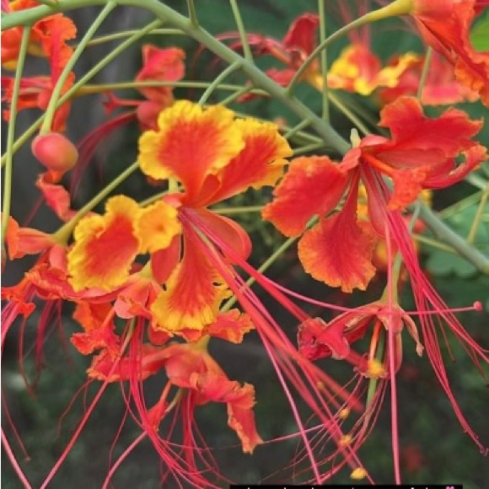 Meet your Posher, Elsa